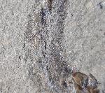 Leptolepis bronni AGASSIZ 1833 - Bild © FossNet FossilienStore